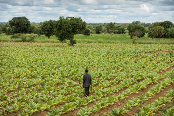 Вот как выглядят табачные плантации, и кто на них работает 28