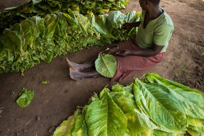 Вот как выглядят табачные плантации, и кто на них работает 29