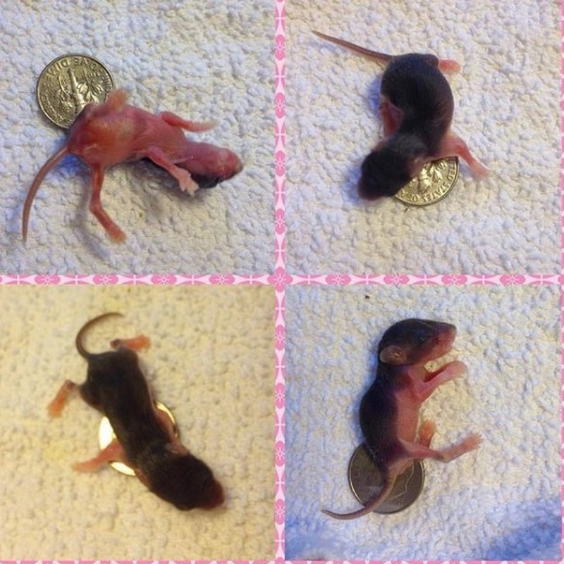 Развитие мышей. Новорожденные мышата размер. Развитие мышей по дням. Мышонок 6 дней фото. Маленькие мышончики.