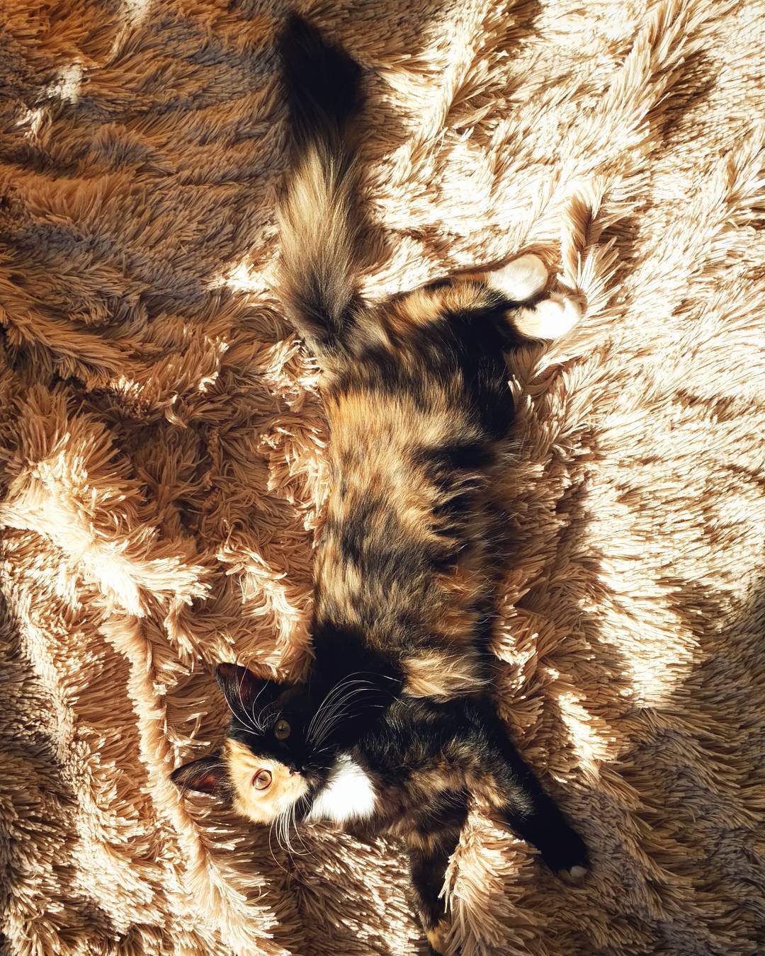 Двуликая кошка
