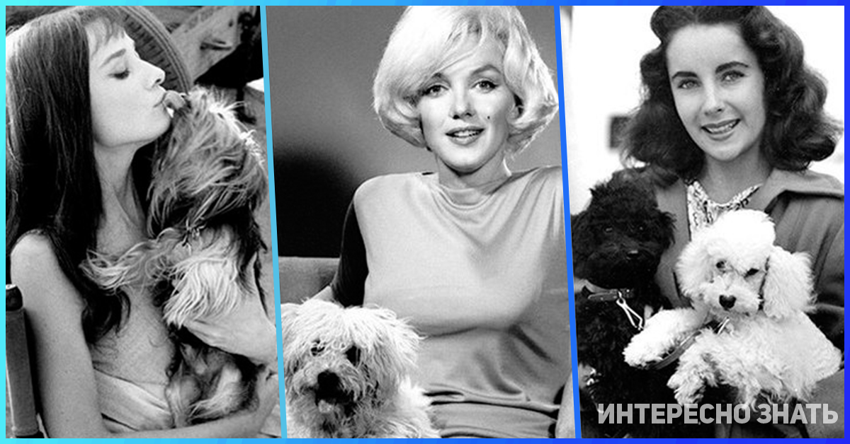 Афоризмы про животных. Пабло пикассо. Собака и человек цитаты. Собаки великих людей. Собаки лучше людей цитаты.