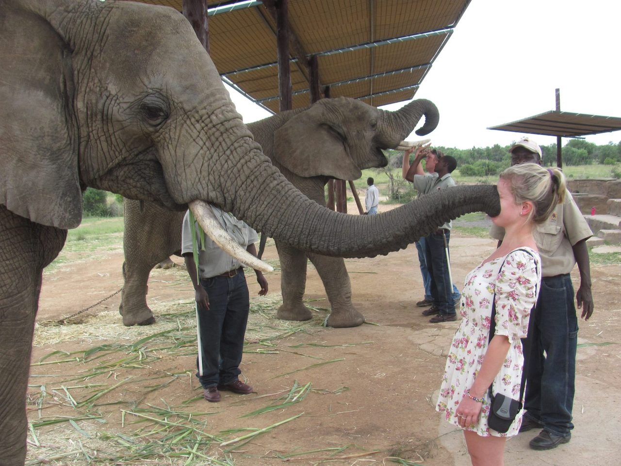 Девушка на хоботе слона