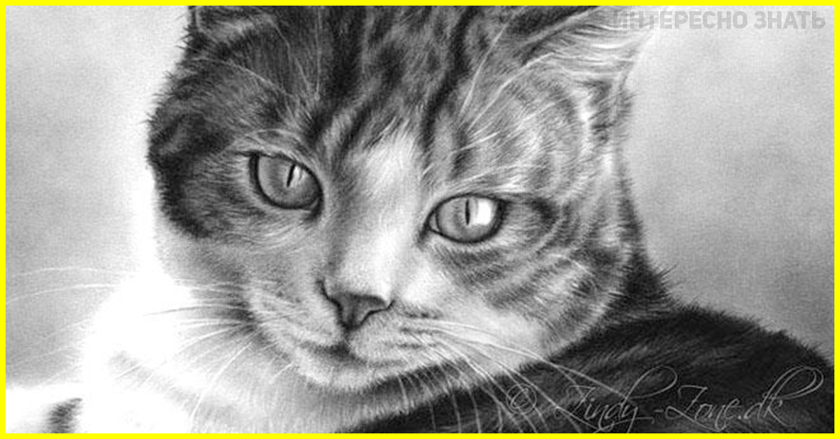 Фото рисунка кошки. Рисунки котиков. Кошка рисунок. Рисунки котов карандашом. Кошка рисунок карандашом.