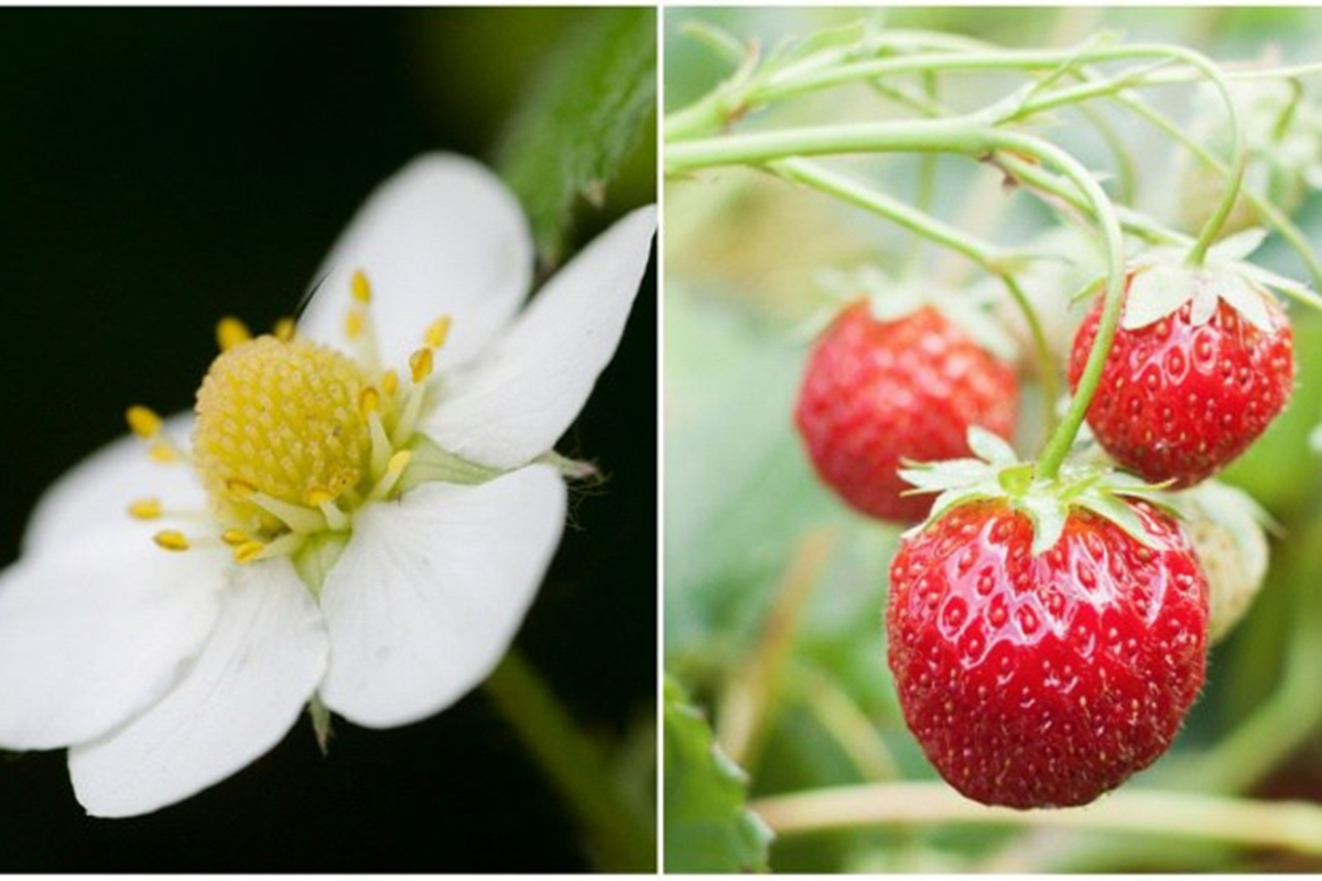 Вот как выглядят фрукты, овощи и ягоды до того, как