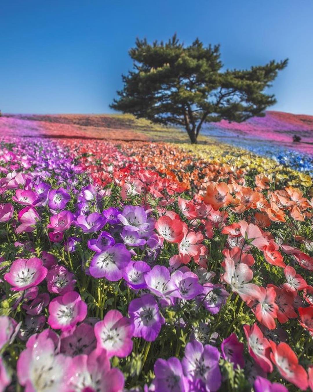 Много цветов в природе. Космея парк Хитачи. Цветочное поле. Цветущие поля. Море цветов.