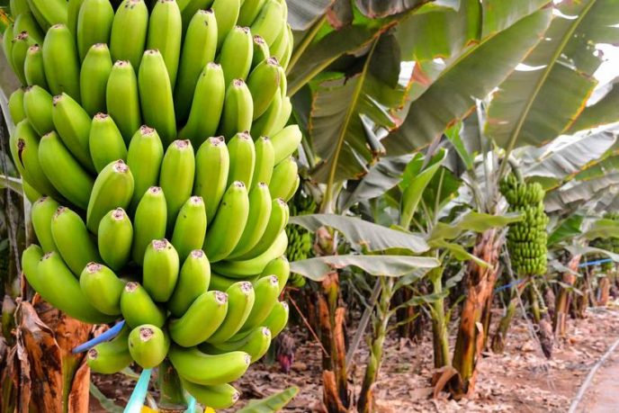 Крупные торговые сети России покупают зеленые бананы. Они их обрабатывают газом и вызывают искусственное созревание 17
