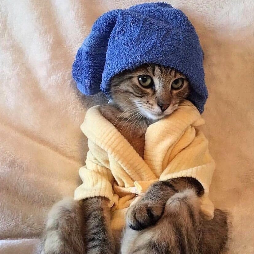 Кот в кепке и шарфе