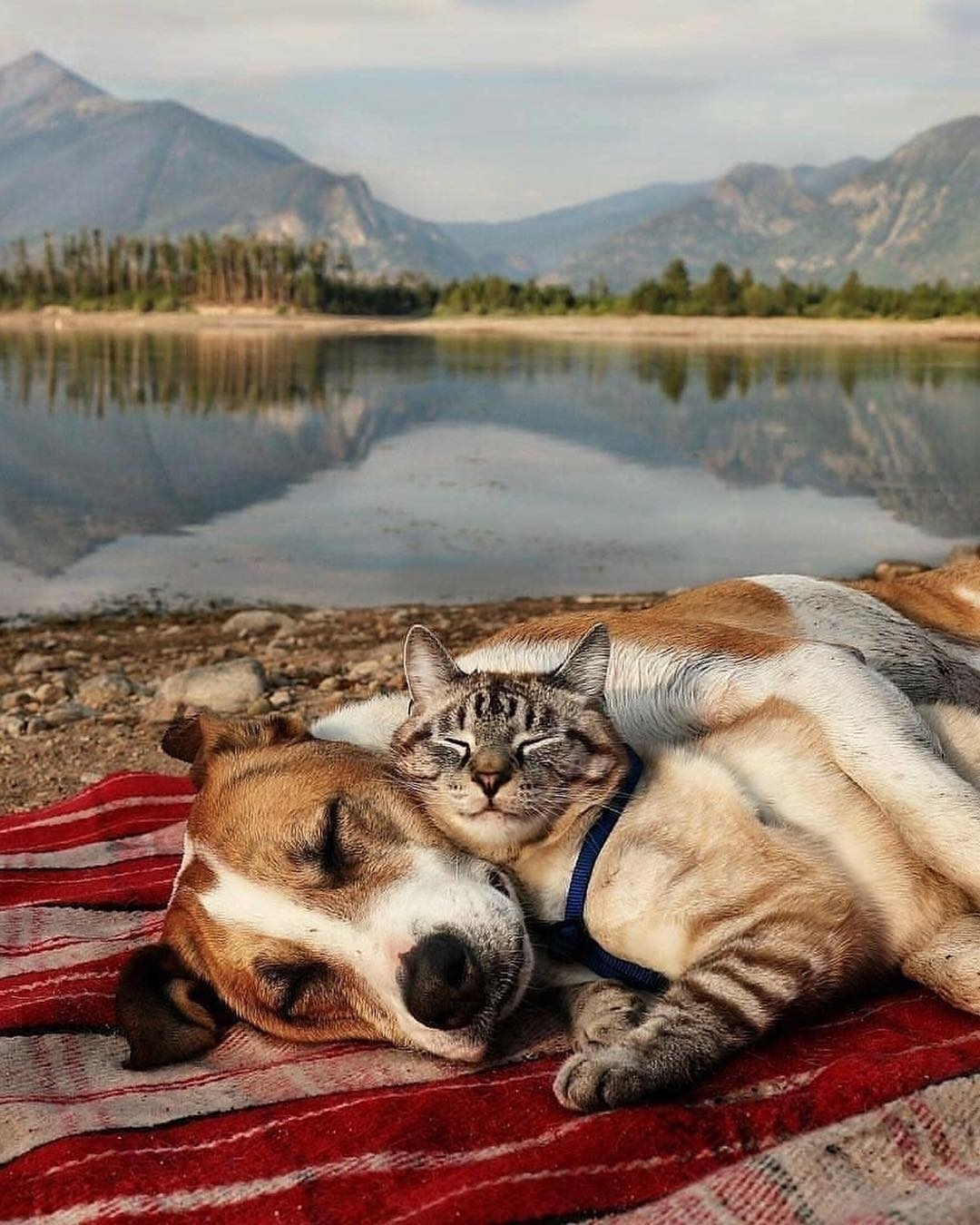 Картинки животных утром. Кошки и собаки. Животные отдыхают. Кошка отдыхает. Собака отдыхает.