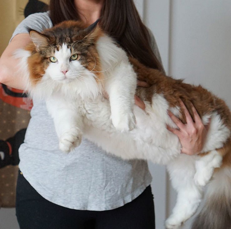 Кот самый большой кот в мире фото