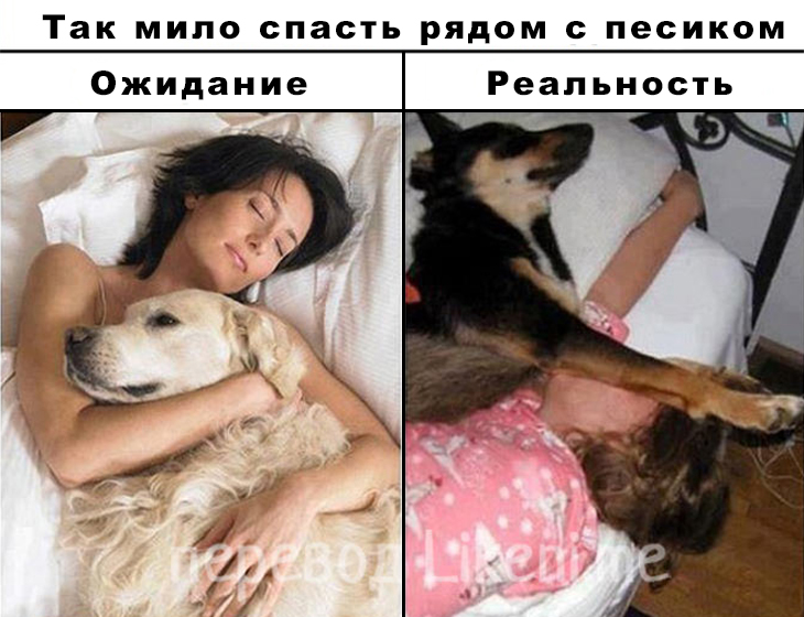 Sleep dog перевод