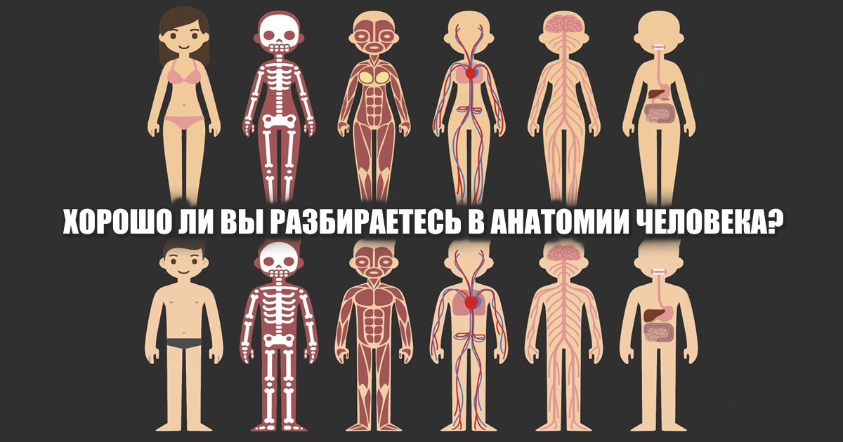 Анатомия тест. Зачет по анатомии. Анатомия зачет. Альтернативная анатомия Мем.