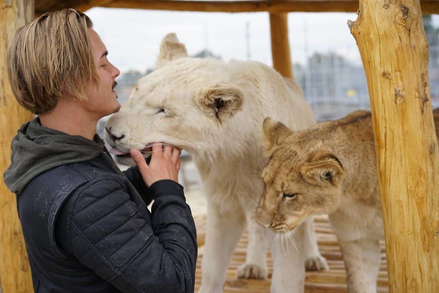 Save the wild. Швейцарец со львами. Селфи с дикими животными. Спасение диких животных.