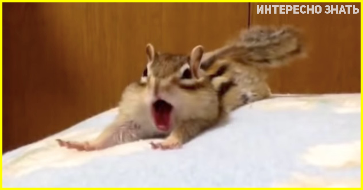 Lil Chipmunk Twitch