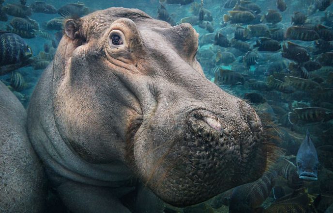 33 вымирающих видов животных, которые успели запечатлеть на фото 110