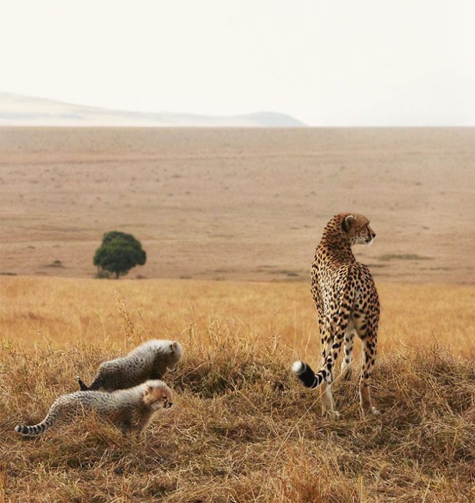 33 вымирающих видов животных, которые успели запечатлеть на фото 114
