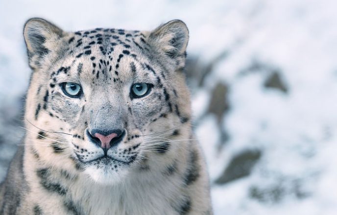 33 вымирающих видов животных, которые успели запечатлеть на фото 136