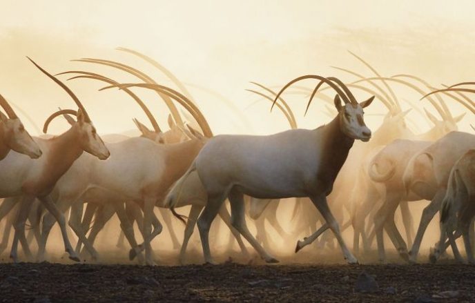 33 вымирающих видов животных, которые успели запечатлеть на фото 119