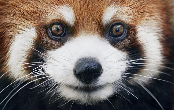 33 вымирающих видов животных, которые успели запечатлеть на фото 107