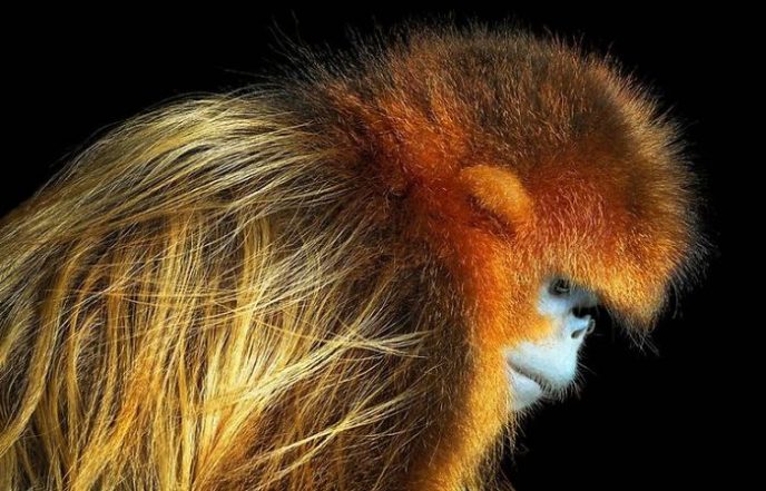 33 вымирающих видов животных, которые успели запечатлеть на фото 112