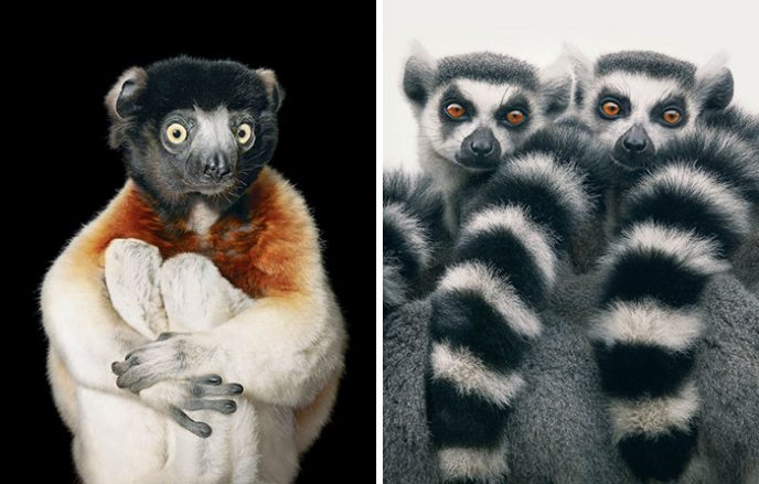 33 вымирающих видов животных, которые успели запечатлеть на фото 103