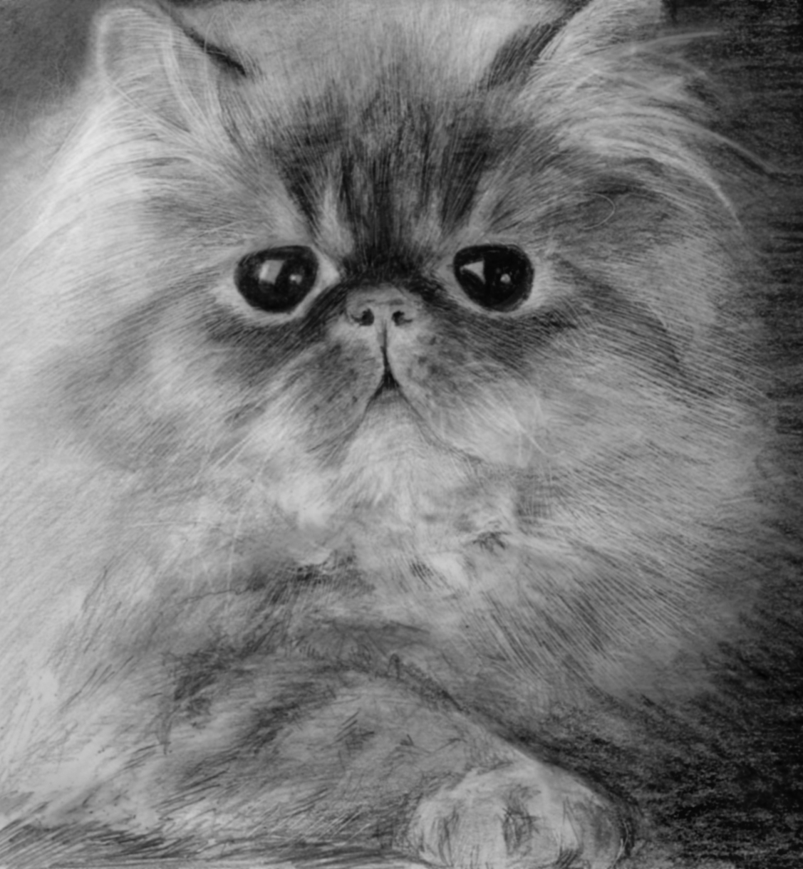 Персидский кот карандашом