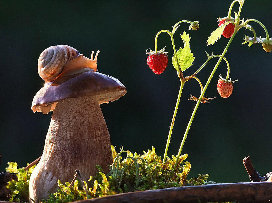 Крас и чуд. Макромир грибы улитки. Чудесный мир природы. Чудеса живой природы.