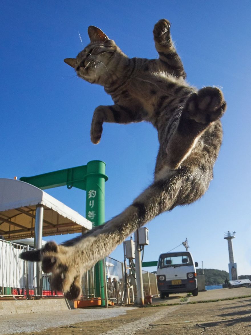 Уличный боевой кот