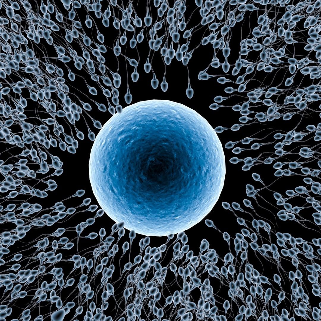 Сперматозоид яйцеклетка зигота
